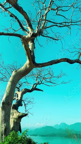 Leafless Tree Against Blue Sky.A dry tree with no leaves under a clear blue sky.