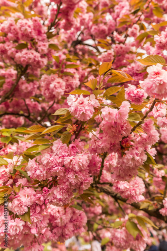 pink cherry blossom in spring