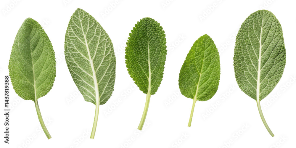 Fresh green sage leaf collection with natural texture and veins isolated on transparency background for herbal and culinary use Fresh green sage leaf collection with natural texture and veins isolated on transparency background for herbal and culinary use