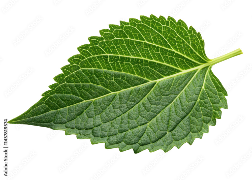 Obraz premium Fresh green leaf with detailed veins and serrated edges showing natural texture and vibrant color like sesame leaf