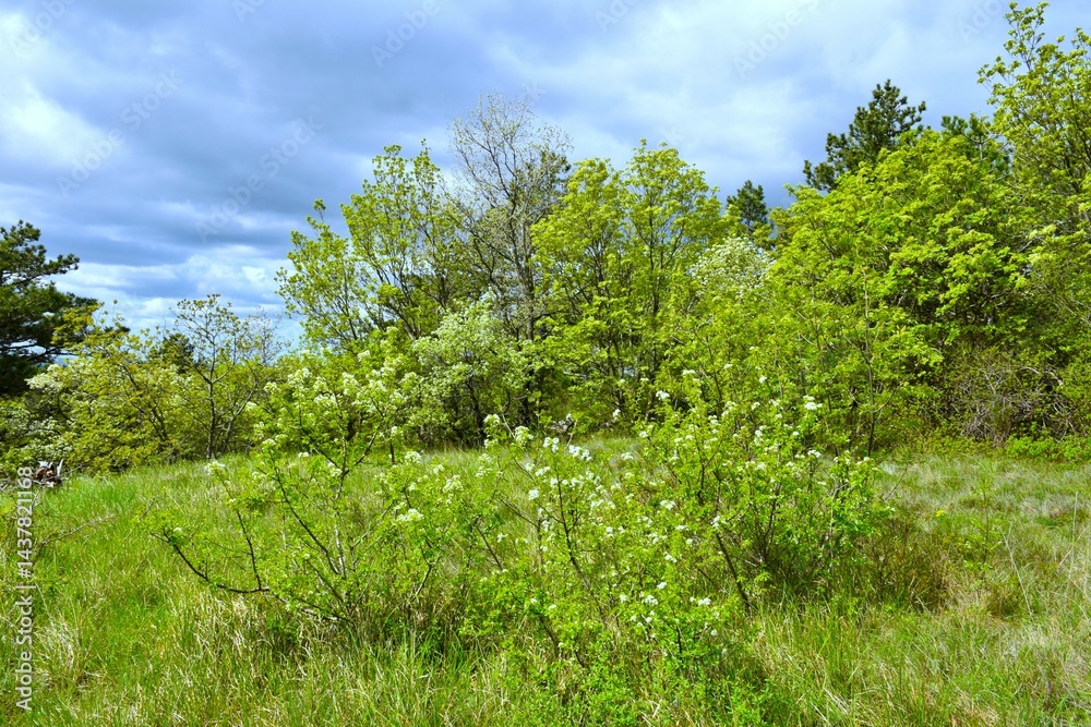 Beautiful meadow at Kras, Slovenia with white blooming shrubs in spring a clouds in the sky