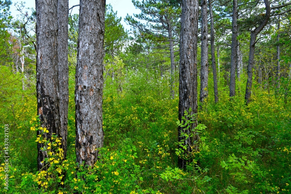 Pine forest with yellow scorpion senna (Hippocrepis emerus) shrubs