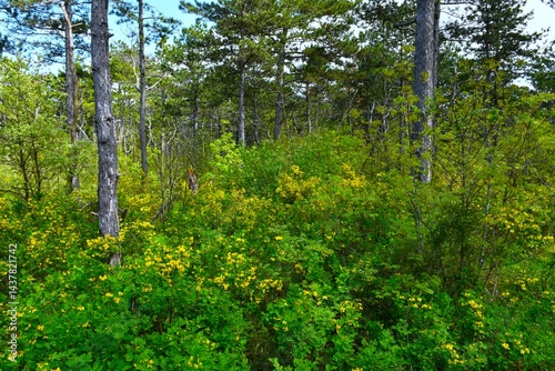 Obraz na płótnie Yellow blooming scorpion senna (Hippocrepis emerus) bushes in a pine forest w salonie
