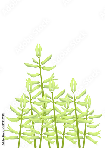 A composition of hyacinth plants. Pencil illustration of flowers