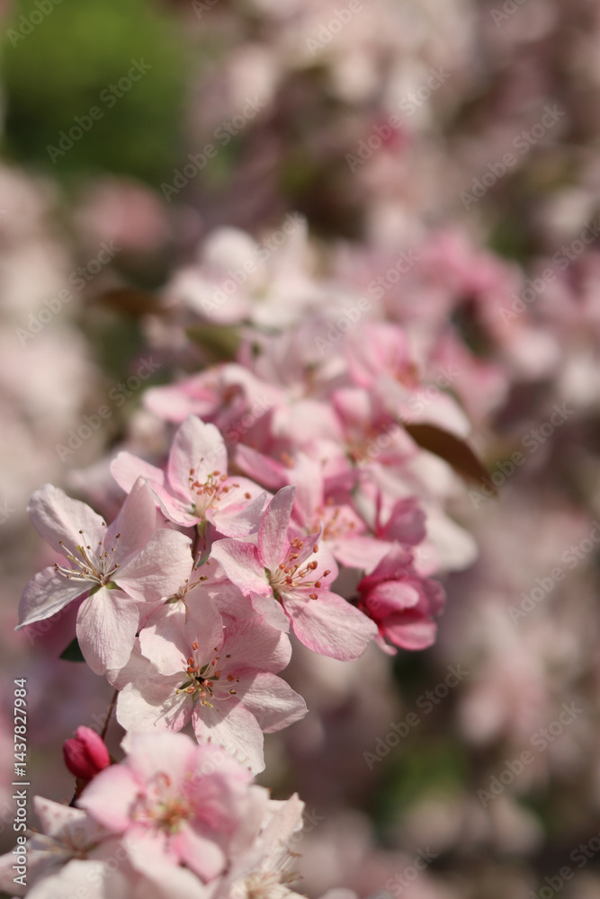 Close-up of blossoming ornamental apple tree. Beautiful apple tree flowers. Close-up flowers, petals and stamens. Spring background. Blooming apple tree in the park. Peaceful nature background
