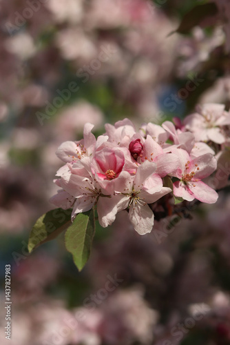 Obraz na płótnie Close-up of blossoming ornamental apple tree. Beautiful apple tree flowers. Close-up flowers, petals and stamens. Spring background. Blooming apple tree in the park. Peaceful nature background w salonie