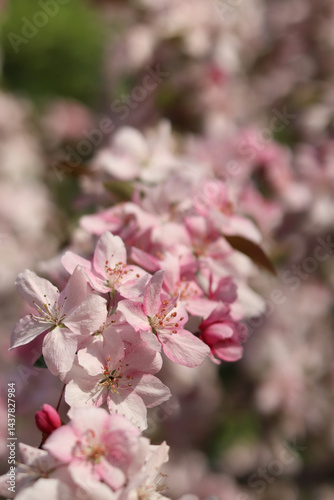 Obraz na płótnie Close-up of blossoming ornamental apple tree. Beautiful apple tree flowers. Close-up flowers, petals and stamens. Spring background. Blooming apple tree in the park. Peaceful nature background w salonie
