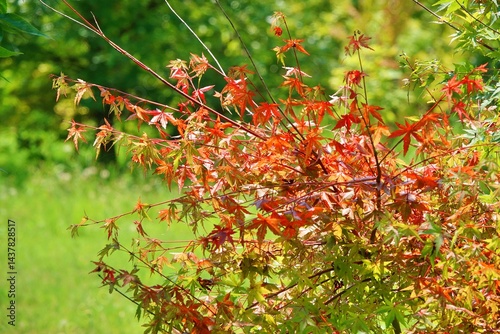 夏の紅葉