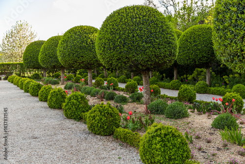garden with trees