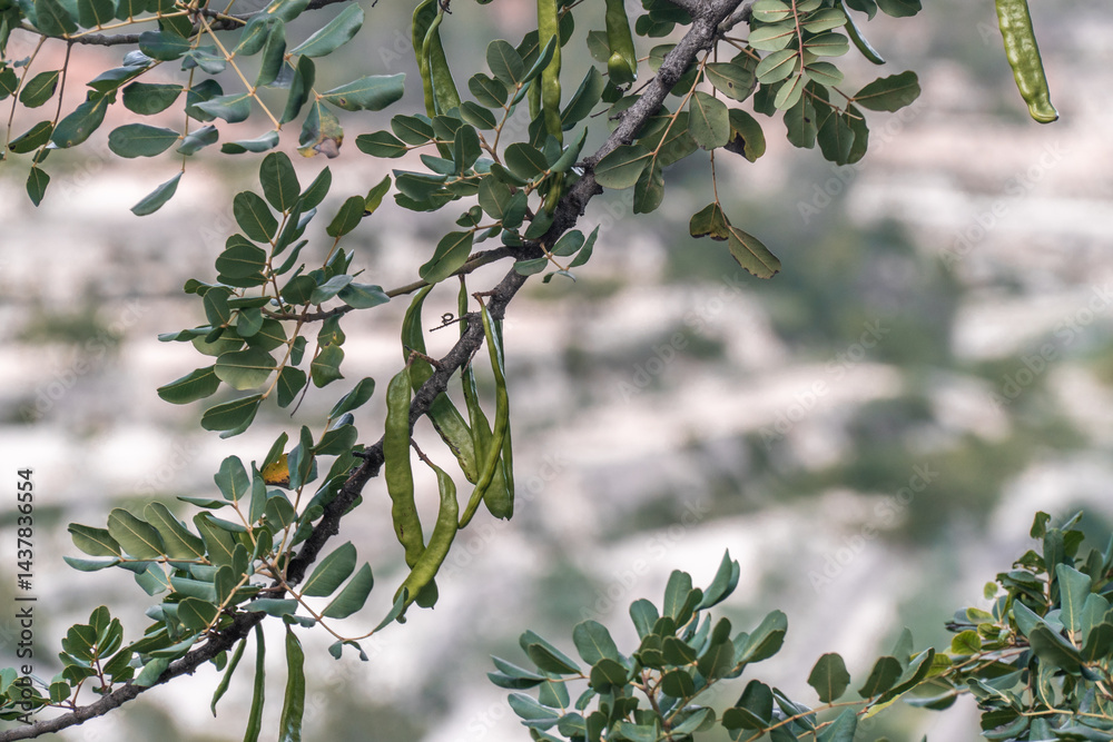 Green carob pods, ripening on the tree.