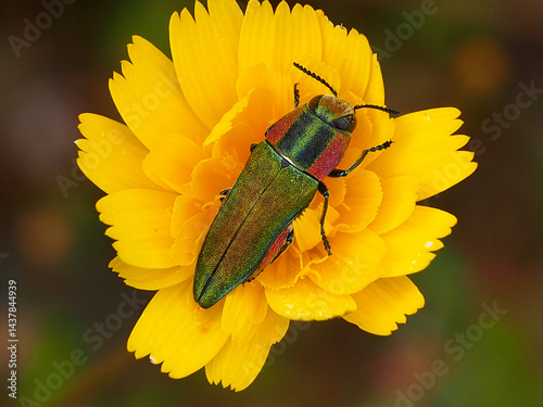 Hungarian Anthaxia (Anthaxia hungarica)