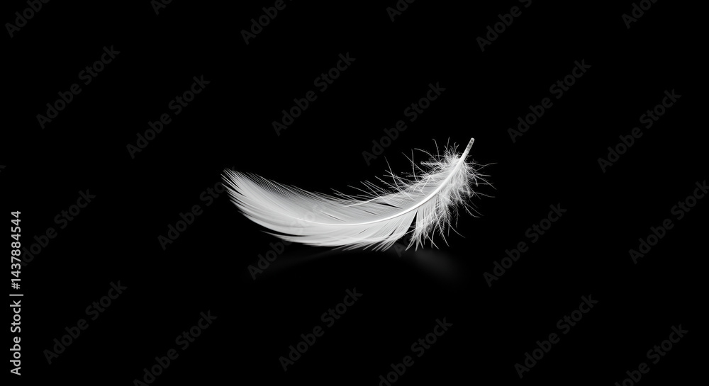 Obraz premium Single Elegant White Feather Floating Gently on a Black Background