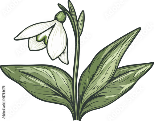 illustration of snowdrop flowers