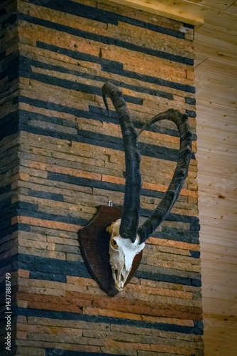 Obraz na płótnie ibex skull on the wall w salonie