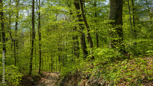 Obraz na płótnie Laubwald im Frühling w salonie
