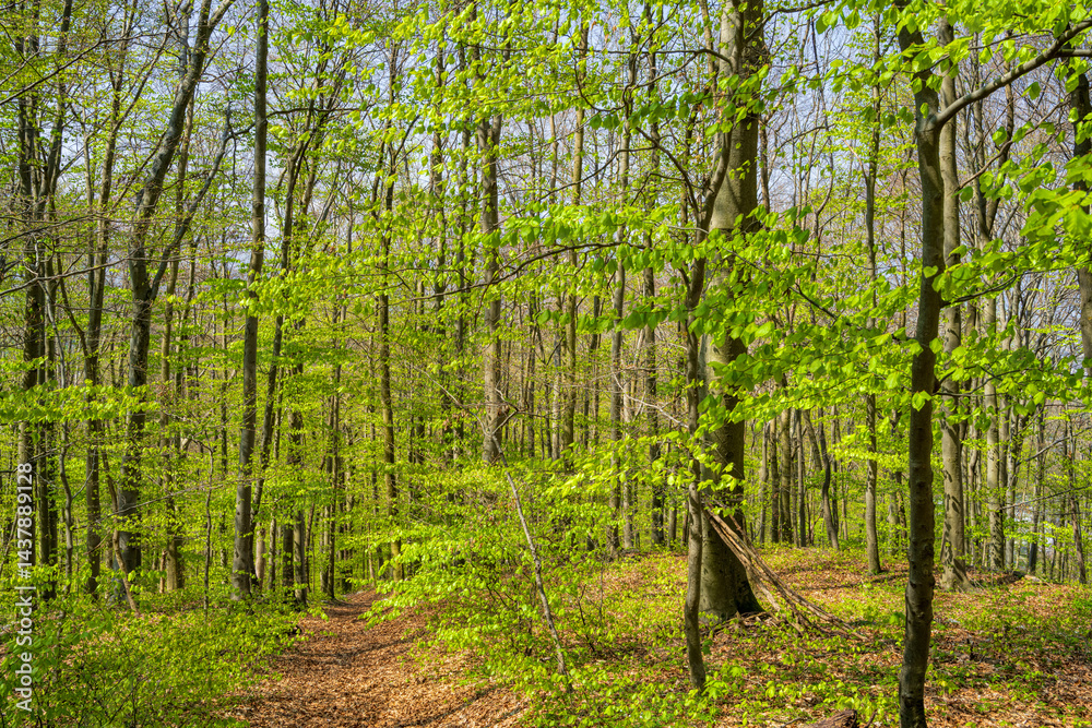 Laubwald im Frühling
