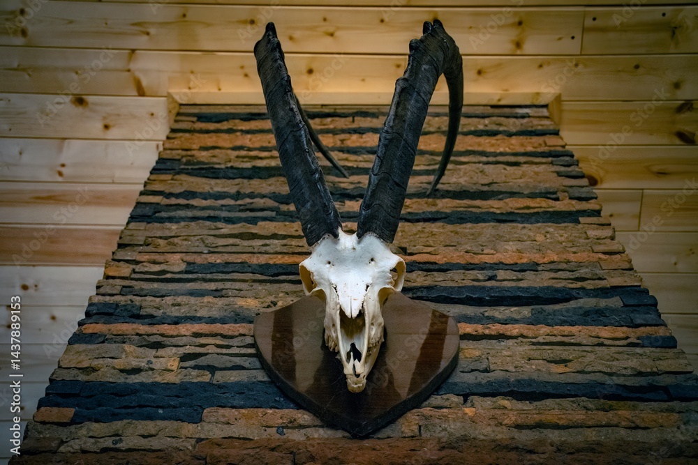 ibex skull on the wall