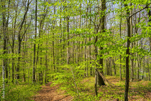 Obraz na płótnie Laubwald im Frühling w salonie