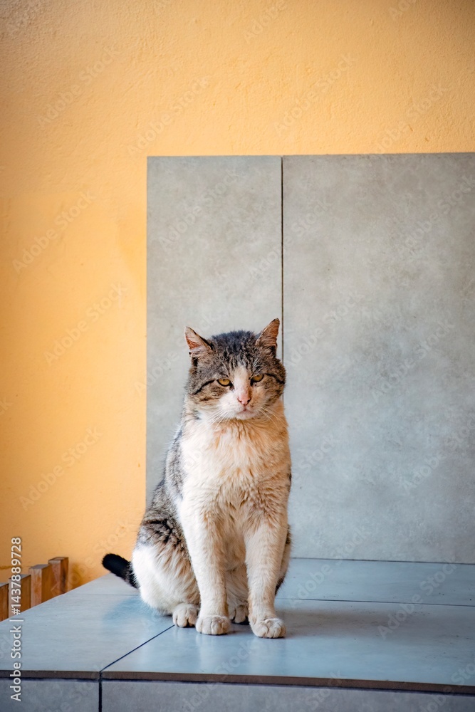cat on the table