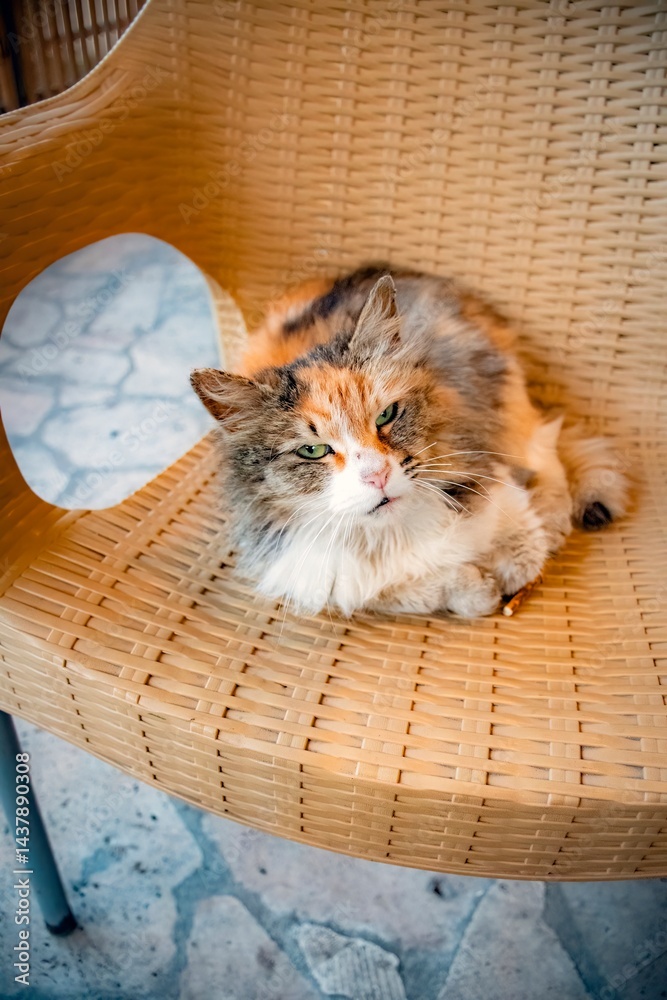 cat in the basket