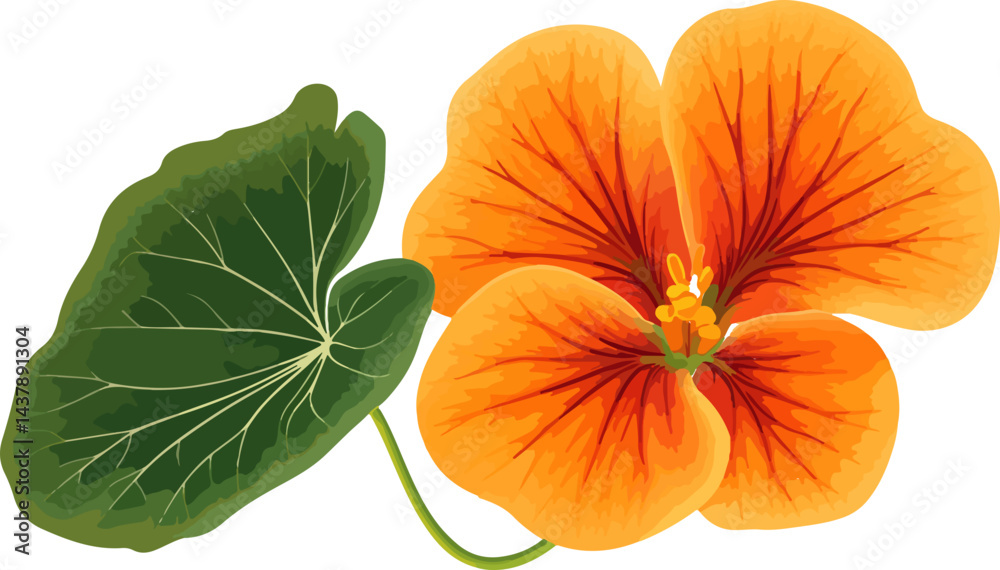 Obraz premium illustration of vibrant orange nasturtium flower with green leaves