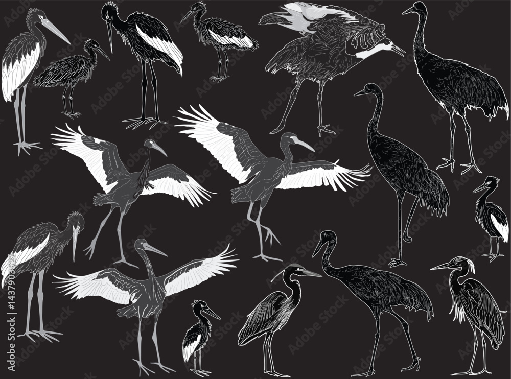 Fototapeta premium sixteen cranes on black