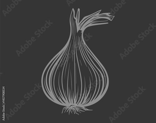 Shallot Onion Garlic Bulb Black and White Vector Illustration with Detailed Root and Skin Texture.