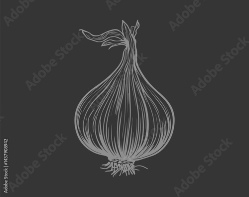 Shallot Onion Garlic Bulb Black and White Vector Illustration with Detailed Root and Skin Texture.