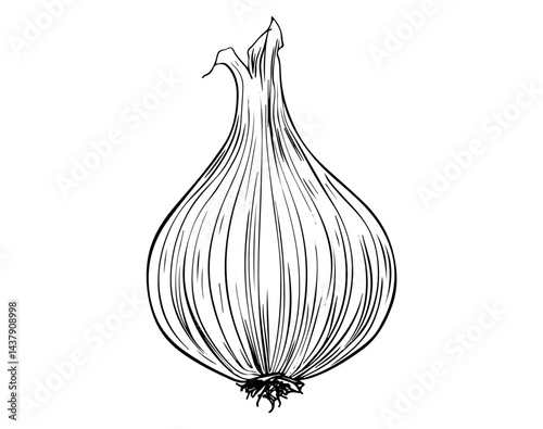 Shallot Onion Garlic Bulb Black and White Vector Illustration with Detailed Root and Skin Texture.