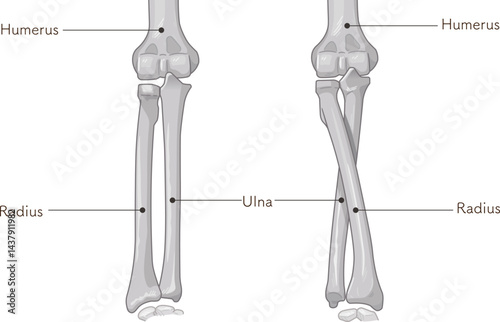 前腕の回内運動・回外運動のイラスト Arm Pronation and Supination