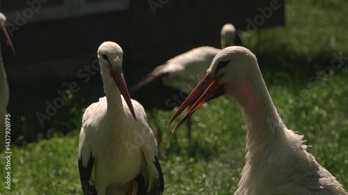 filming a flock of storks in nature, on a bright sunny day, the birds spend their leisure time in the zoo, communicate, look at visitors, open their long sharp beaks for heat exchange