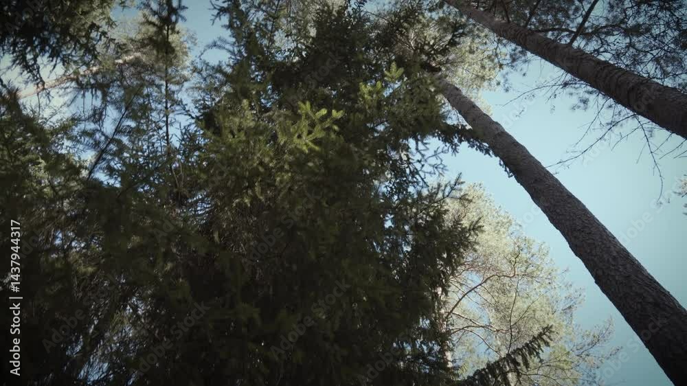 pine forest, dynamic view from below, movement past branches