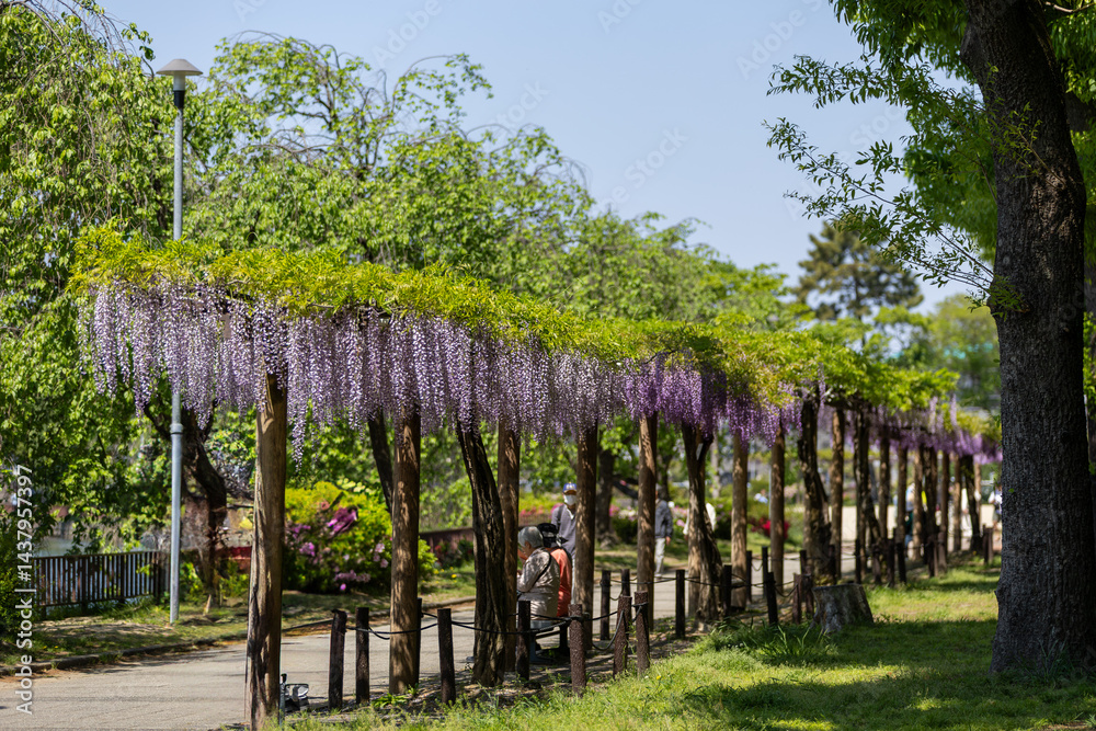 Fototapeta premium 藤棚