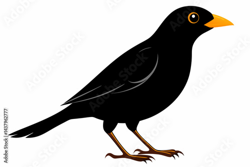 myna sihouette black vector