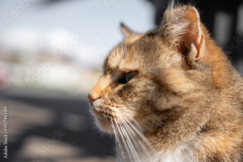 Feral and homeless cat live in the street