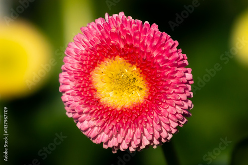 Wallpaper Mural Gänseblümchen erblüht im Frühling Torontodigital.ca