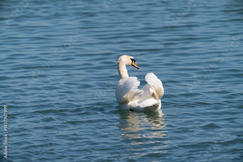 Wallpaper Mural Schwan auf dem Bodensee Torontodigital.ca