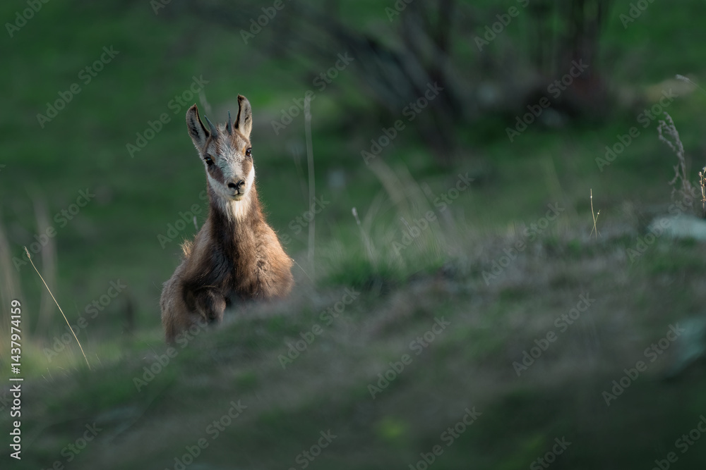 Front view of adorable yearling Alpine Chamois, Rupicapra rupicapra, emerging from a green spring alpine meadow at sunset. Alps Mountains.