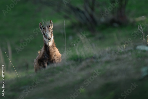 Obraz na płótnie Front view of adorable yearling Alpine Chamois, Rupicapra rupicapra, emerging from a green spring alpine meadow at sunset. Alps Mountains. w salonie