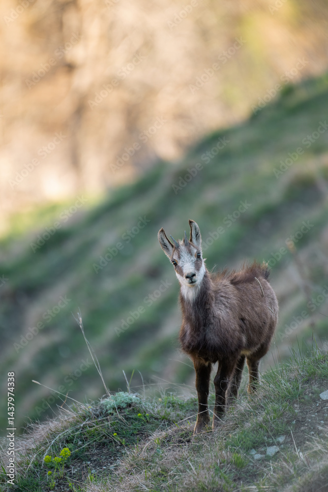 Cute baby alpine chamois or wild mountain goat, standing in an alpine meadow at sunset. Species: Rupicapra rupicapra.