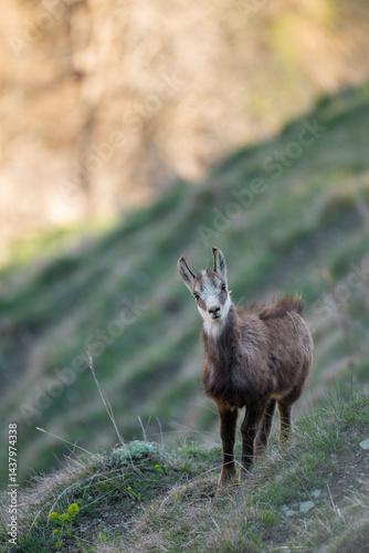 Obraz na płótnie Cute baby alpine chamois or wild mountain goat, standing in an alpine meadow at sunset. Species: Rupicapra rupicapra. w salonie