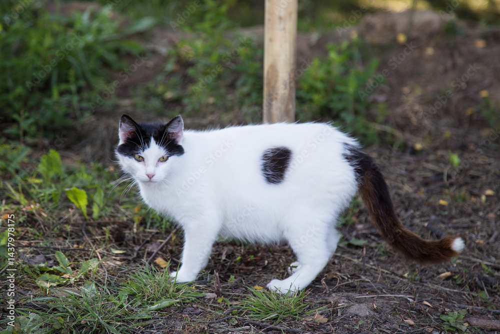 A white cat with black spots stands in the yard on the green grass.