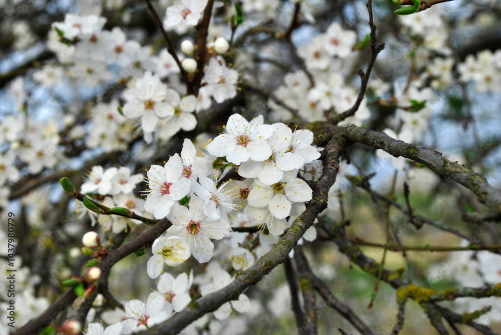 cherry tree blossom cherry tree blossom