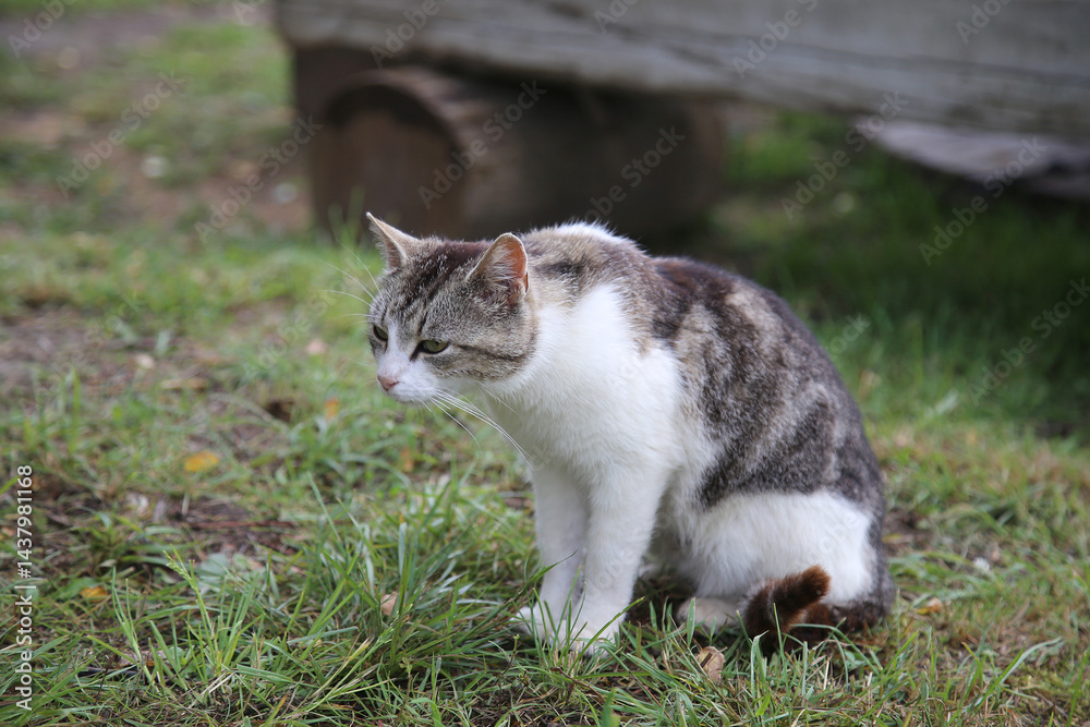 A white cat with gray spots sits in the yard on the green grass. A white cat with gray spots sits in the yard on the green grass.
