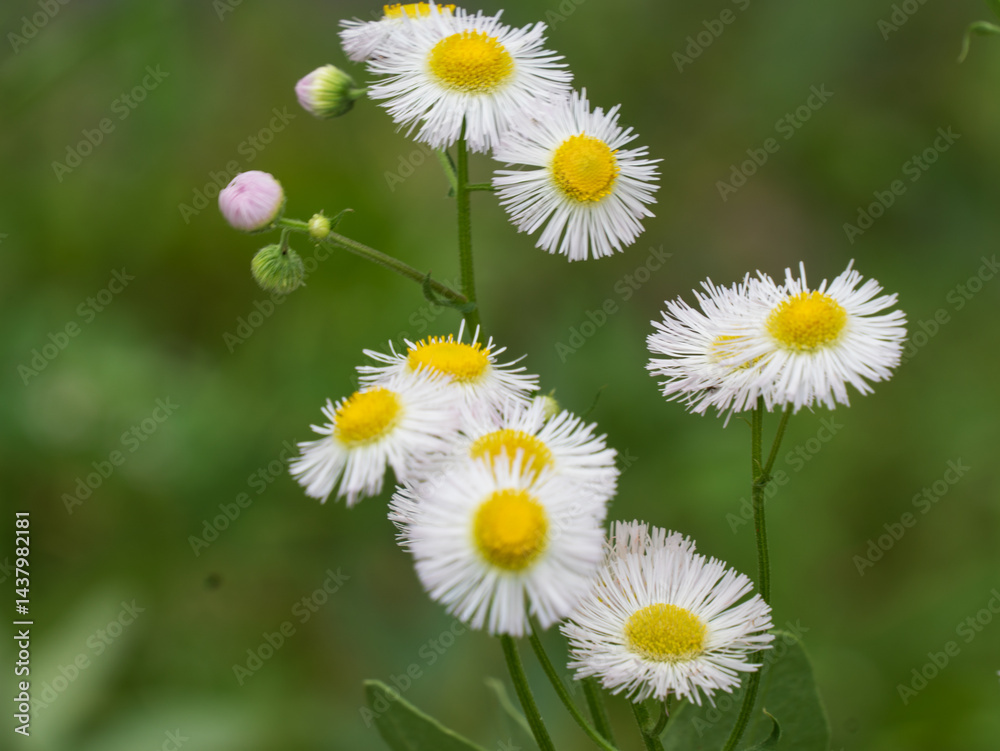 Fototapeta premium daisies in a field