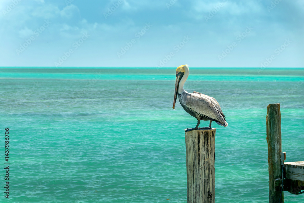 Brown pelican on a wood pier, caribbean background, Islamorada, Florida Keys landscape