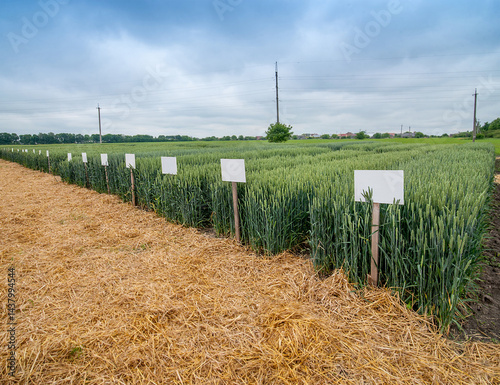 demonstration plots of different wheat varieties with signposts