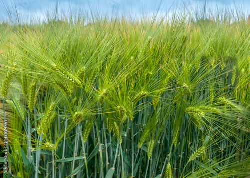 Winter barley during earing, close up of green ears with thorns