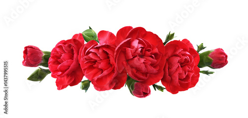 Red carnation flowers with green buds in a line floral arrangement isolated on white or transparent background