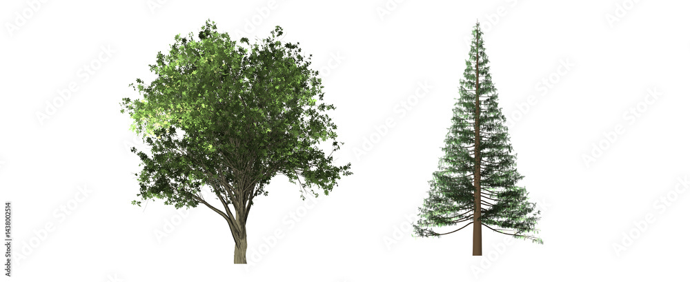 pine tree isolated on white background pine tree isolated on white background